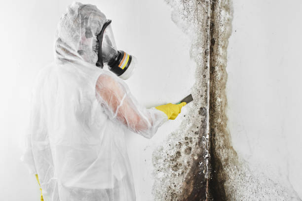 Best Post-Flood Mold Remediation in Waldron, AR