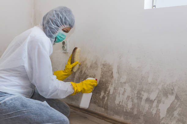 Best Attic Mold Remediation in Waldron, AR