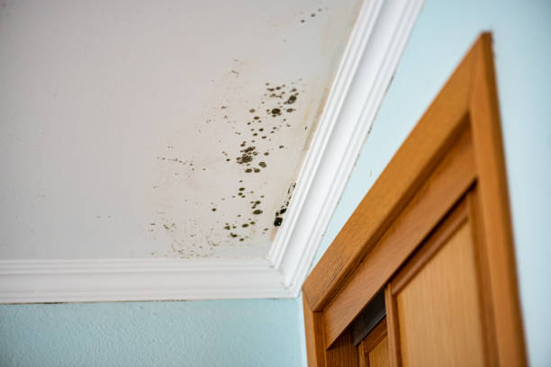 Best Industrial Mold Remediation in Waldron, AR
