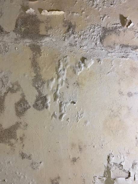 Professional Mold Remediation in Waldron, AR