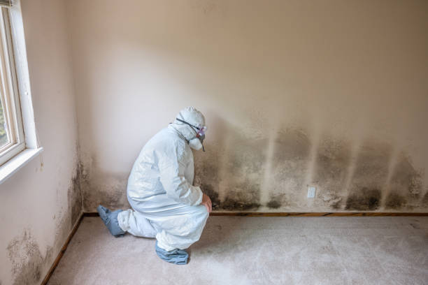 Best Commercial Mold Remediation in Waldron, AR