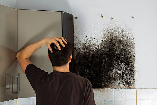 Best Black Mold Remediation in Waldron, AR