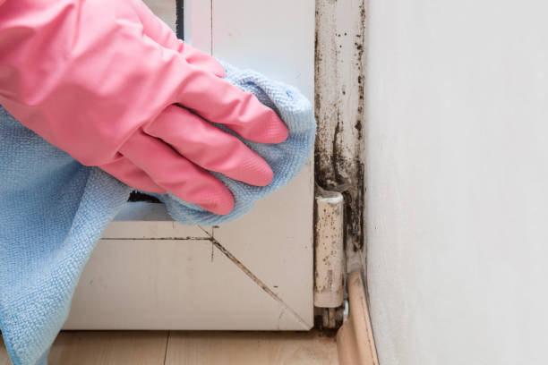 Best Residential Mold Remediation in Waldron, AR